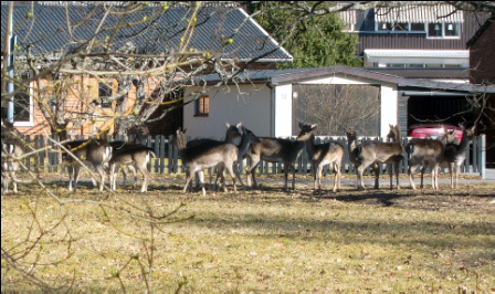 IMG_3515 hjortar